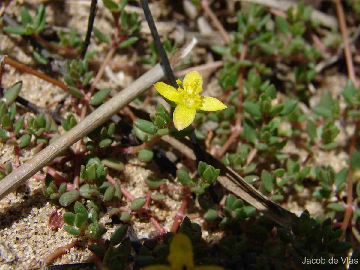 Portulaca quadrifida L.